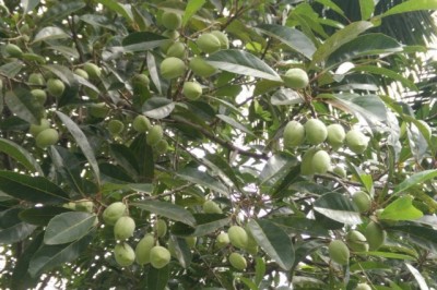 Cây dược liệu cây Cà na, Côm háo ẩm - Elaeocarpus hygrophilus Kurz (E. madopetalus Pierre)