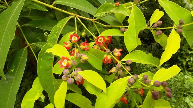 Cây dược liệu cây Thành ngạnh, Thành ngạnh nam, Lành ngạnh - Cratoxylon cochinchinense (Lour.) Blume (Hypericum cochinchinensis Lour., C. polyanthum Korth, C. ligustrinum (Spach) Blume)
