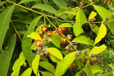 Cây dược liệu cây Thành ngạnh, Thành ngạnh nam, Lành ngạnh - Cratoxylon cochinchinense (Lour.) Blume (Hypericum cochinchinensis Lour., C. polyanthum Korth, C. ligustrinum (Spach) Blume)
