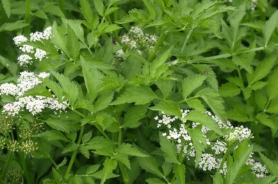 Cây dược liệu cây Cần, Rau cần - Oenanthe javanica (Blume) DC