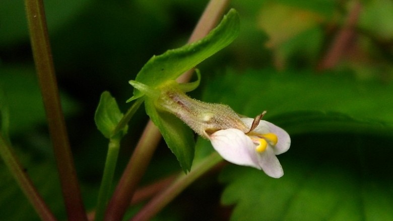 Cây dược liệu cây Thanh ngâm, Thằm ngăm đất, Mật đất - Picria fel-terrae Lour