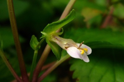 Cây dược liệu cây Thanh ngâm, Thằm ngăm đất, Mật đất - Picria fel-terrae Lour