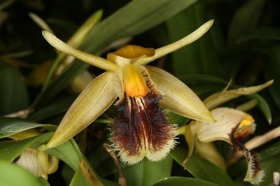 Cây dược liệu cây Thanh đạm rìa, Lưu tô bối mẫu lan - Coelogyne fimbriata Lindl