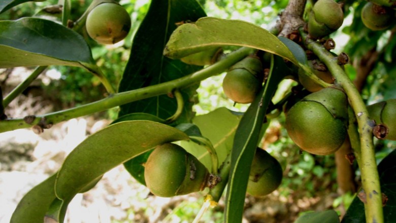 Cây dược liệu cây Cẩm thị, Vàng nghệ - Diospyros maritima Blume