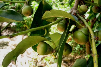 Cây dược liệu cây Cẩm thị, Vàng nghệ - Diospyros maritima Blume