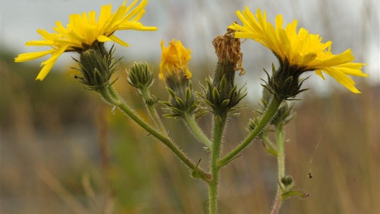 Cây dược liệu cây Cam thìa, Mật đất - Picris hieracioides L. ssp. japonica Krylov