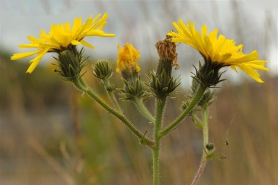 Cây dược liệu cây Cam thìa, Mật đất - Picris hieracioides L. ssp. japonica Krylov