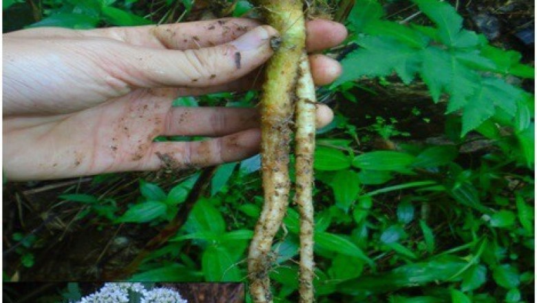 Cây dược liệu cây Cần dại, Vũ thảo - Heracleum bivittatum H de Boise