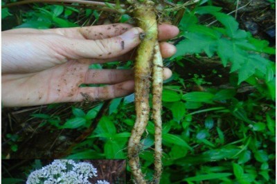 Cây dược liệu cây Cần dại, Vũ thảo - Heracleum bivittatum H de Boise