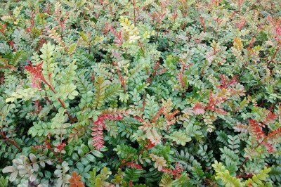 Cây dược liệu cây Thanh hương, Bitát - Pistacia weinmannifolia J. Poiss. ex Franch