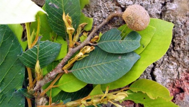 Cây dược liệu cây Cám - Parinari annamensis (Hance) J.E. Vidal