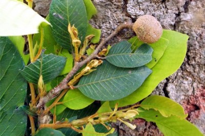 Cây dược liệu cây Cám - Parinari annamensis (Hance) J.E. Vidal