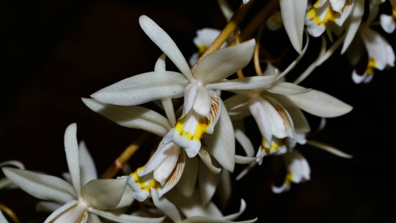 Cây dược liệu cây Thanh đạm mềm, Lật lân bối mẫu lan - Coelogyne flaccida Lindl. ex Wall