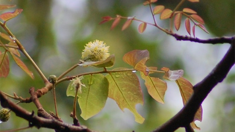 Cây dược liệu cây Căm xe - Xylia xylocarpa (Roxb.) Taub var. dolabriformis Benth