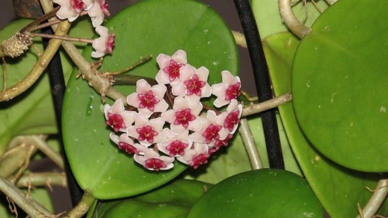 Cây dược liệu cây Cẩm cù xoan ngược, Hồ da xoan ngược - Hoya obovata Decne