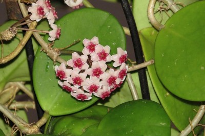 Cây dược liệu cây Cẩm cù xoan ngược, Hồ da xoan ngược - Hoya obovata Decne