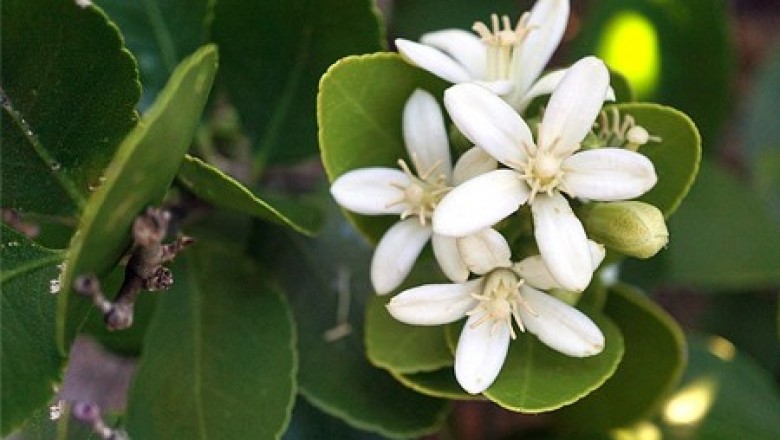 Cây dược liệu cây Cam đường, Quýt hôi - Limnocitrus littorale (Miq.) Sw. (Pleiospermium littorale Tanaka)