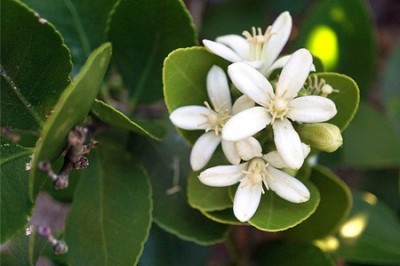 Cây dược liệu cây Cam đường, Quýt hôi - Limnocitrus littorale (Miq.) Sw. (Pleiospermium littorale Tanaka)