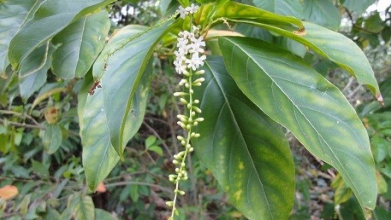 Cây dược liệu cây Cầm mộc, Nhội đàn - Citharexylum spinosum L