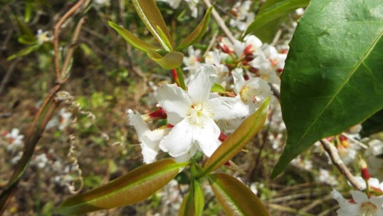 Cây dược liệu cây Thành ngạnh đẹp - Cratoxylon formosum (Jack) Dyer ssp, praniflorum (Kunz) Gogelein