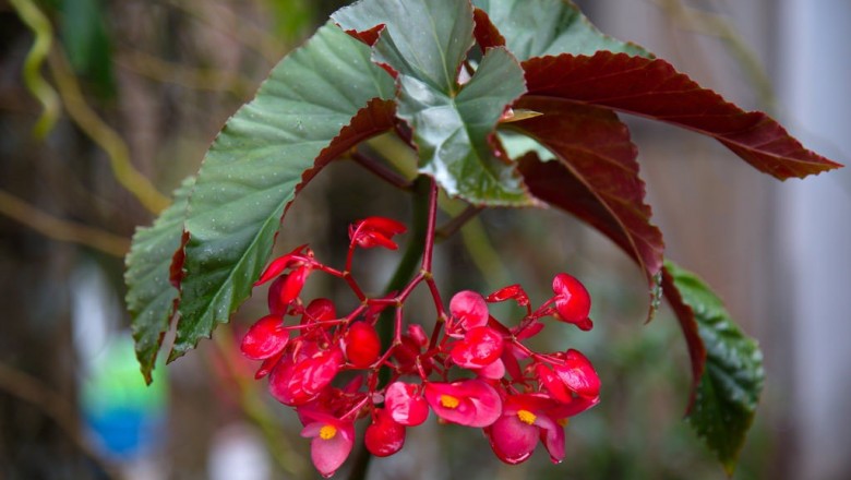 Cây dược liệu cây Rau chua, Thu hải đường trên đá - Begonia rupicola Miq