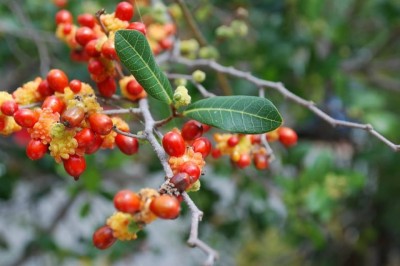 Cây dược liệu cây Duối leo, Duối dây - Trophis scandens (Lour.) Hook. et Arn. (Malaixia scandens (Lour.) Planch.)