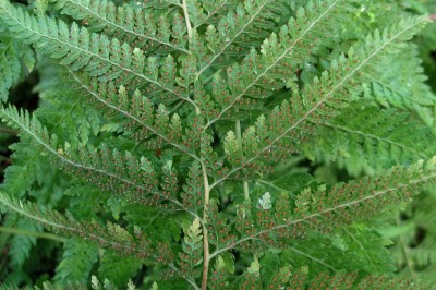 Cây dược liệu cây Ráng vi lân nhám - Microlepia strigosa (Thunb) Presl (Trichomanes strigosa Thunb)