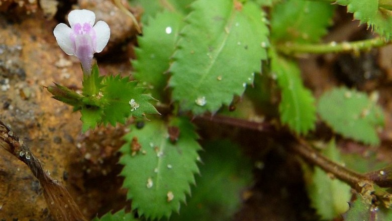 Cây dược liệu cây Răng cưa mũi nhọn, Màn rìa - Lindernia ciliata (Colsm.) Pennell (Gratiola ciliata Colsm., Bonnaya brachiata Link et Otto)
