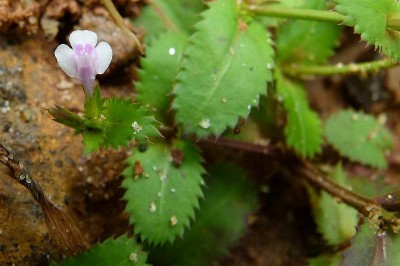 Cây dược liệu cây Răng cưa mũi nhọn, Màn rìa - Lindernia ciliata (Colsm.) Pennell (Gratiola ciliata Colsm., Bonnaya brachiata Link et Otto)