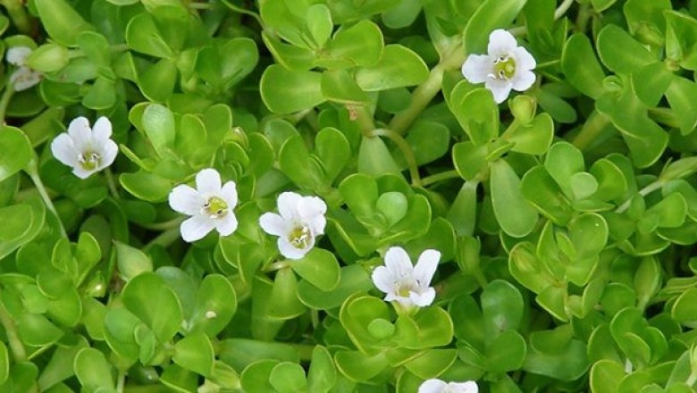 Cây dược liệu cây Rau đắng biển, Rau sam đắng, Cây ruột gà - Bacopamonnieri (L) Wettst (Herpestis monieri (L) H.B.K) 