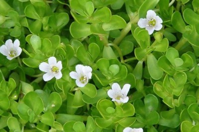 Cây dược liệu cây Rau đắng biển, Rau sam đắng, Cây ruột gà - Bacopamonnieri (L) Wettst (Herpestis monieri (L) H.B.K) 