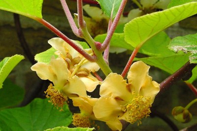 Cây dược liệu cây Dương đào Trung Quốc - Actinidia chinensis Planch