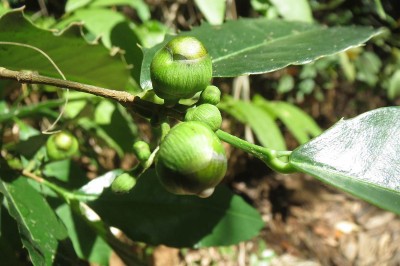Cây dược liệu cây Duối Ô rô, Cây gai quít, Duối núi - Streblus ilicifolius (Vidal) Corner (Taxotrophis ilicifolius Vidal)