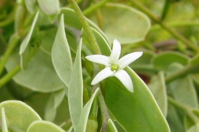 Cây dược liệu cây Dương đầu tà hay Mao trật - Olax obtusa Blume