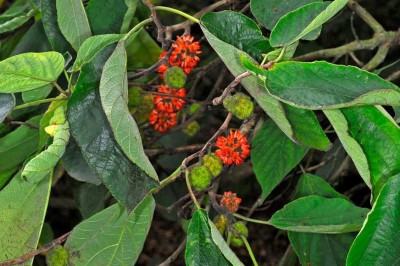 Cây dược liệu cây Dướng - Broussonetia papyrifera (L.) L’ Hér. ex Vent