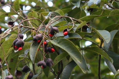 Cây dược liệu cây Ràng ràng Ford, Cây xa - Ormosia fordiana Oliver