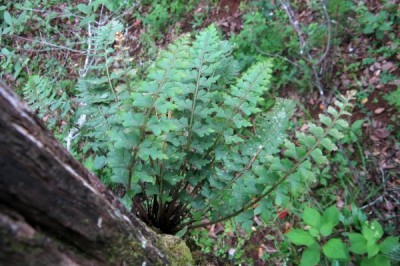 Cây dược liệu cây Ráng can xỉ thân có lông - Asplenium crinicaule Hance