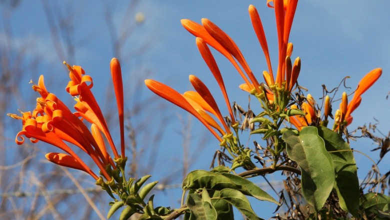 Cây dược liệu cây Rạng đông, Dây rạng đông - Pyrostegia venusta (Ker - Gawl) Miers (Bignonia venusta Ker Gawl)