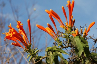 Cây dược liệu cây Rạng đông, Dây rạng đông - Pyrostegia venusta (Ker - Gawl) Miers (Bignonia venusta Ker Gawl)