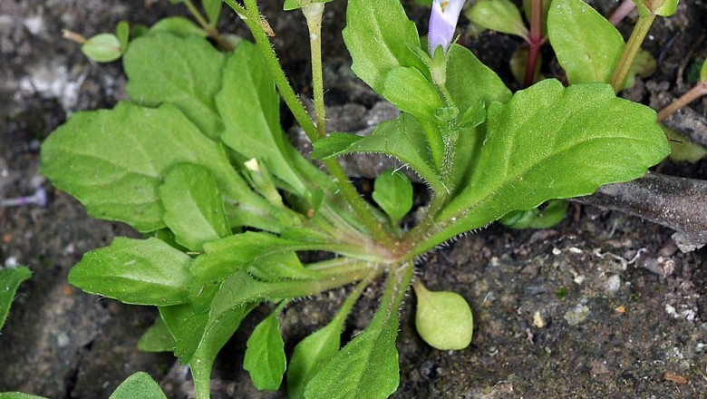 Cây dược liệu cây Rau đắng lá lớn - Mazus pumilus (Burm f) van Steemis (M. rugosus Lour M. japonicus (Thunb) Kuntze) 