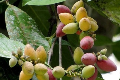 Cây dược liệu cây Rau bép, Rau danh, Bét, Cắm - Gnetum gnemon L