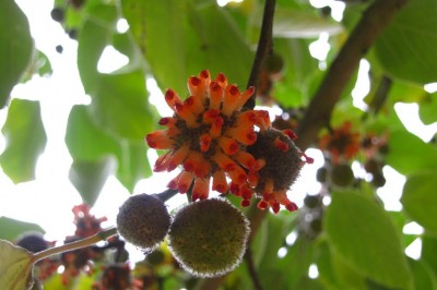 Cây dược liệu cây Dướng nhỏ, Dướng leo - Broussonetia kazinoki Sieb. et Zucc