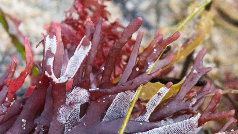 Cây dược liệu cây Rau câu dẹp - Gracilaria textorii (Sur) J .Agardli