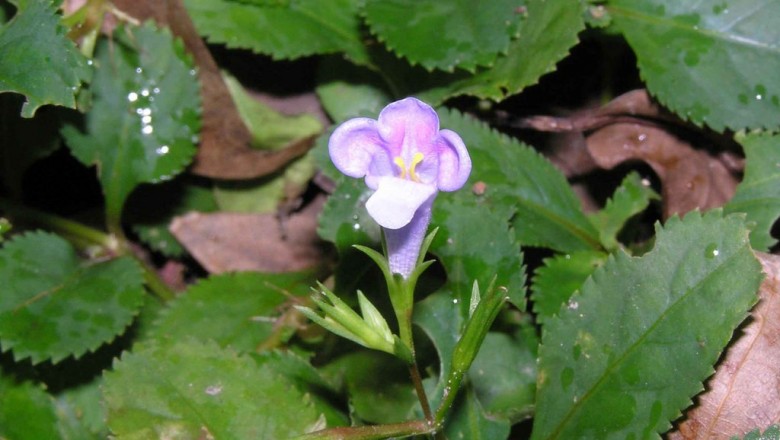 Cây dược liệu cây Răng cưa tía, Cây cứt chuột - Lindernia ruellioides (Colsm.) Pennell (Gratiola ruellioides Colsm.)