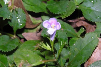 Cây dược liệu cây Răng cưa tía, Cây cứt chuột - Lindernia ruellioides (Colsm.) Pennell (Gratiola ruellioides Colsm.)