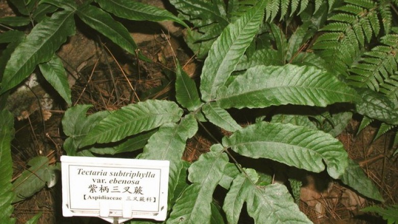 Cây dược liệu cây Ráng yểm dực rỗ, Cây mái rỗ - Tectaria variolosa (v. A.v.R) C Chr