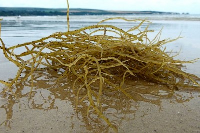 Cây dược liệu cây Rau câu chỉ vàng. Rau vai - Gracilaria verrucosa (Huds) Papenf