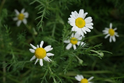 Cây dược liệu cây Dương cam cúc - Matricaria chamomilla L