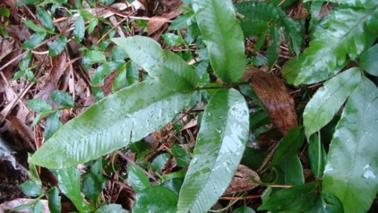 Cây dược liệu cây Ráng song quần, Song cái quyết - Diplazium donianum Tard Blot