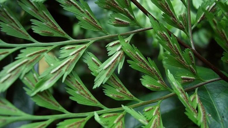 Cây dược liệu cây Ráng can xỉ lông to, ráng can xỉ giả Thì là - Asplenium pseudolaserpitiifolium Ching